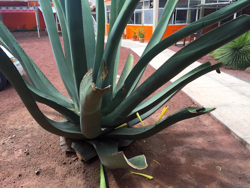 Fot. Tomasz Jakubowski / MojeWedrowki.pl / Agawa