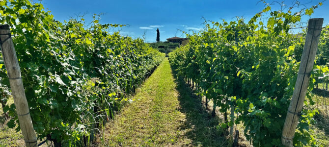 Winnice w Bardolino i plażowanie w Lazise