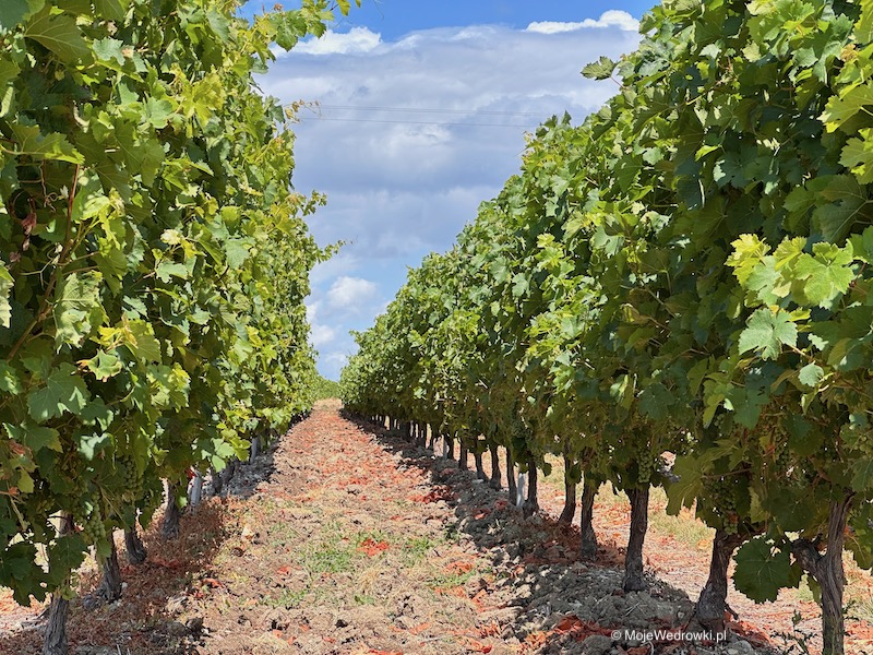 Winnice na drodze do Saumur