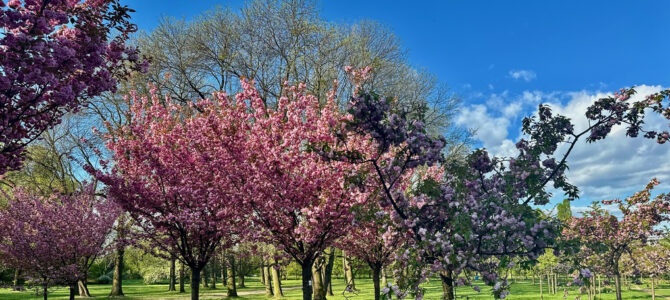 Sakura jako lustro japońskiej duszy i krajobrazu