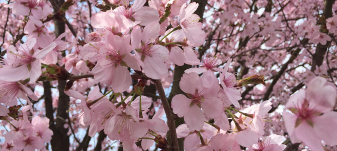 Sakura – miejsca obserwacji i gatunki drzew