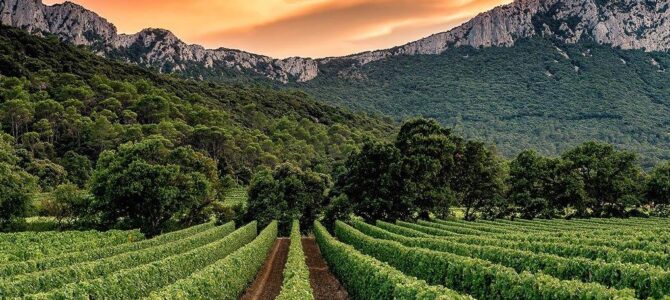 Francja – królestwo terroir i wspaniałych win